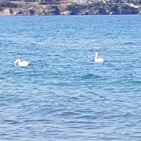 Green Love Sea Relax *
